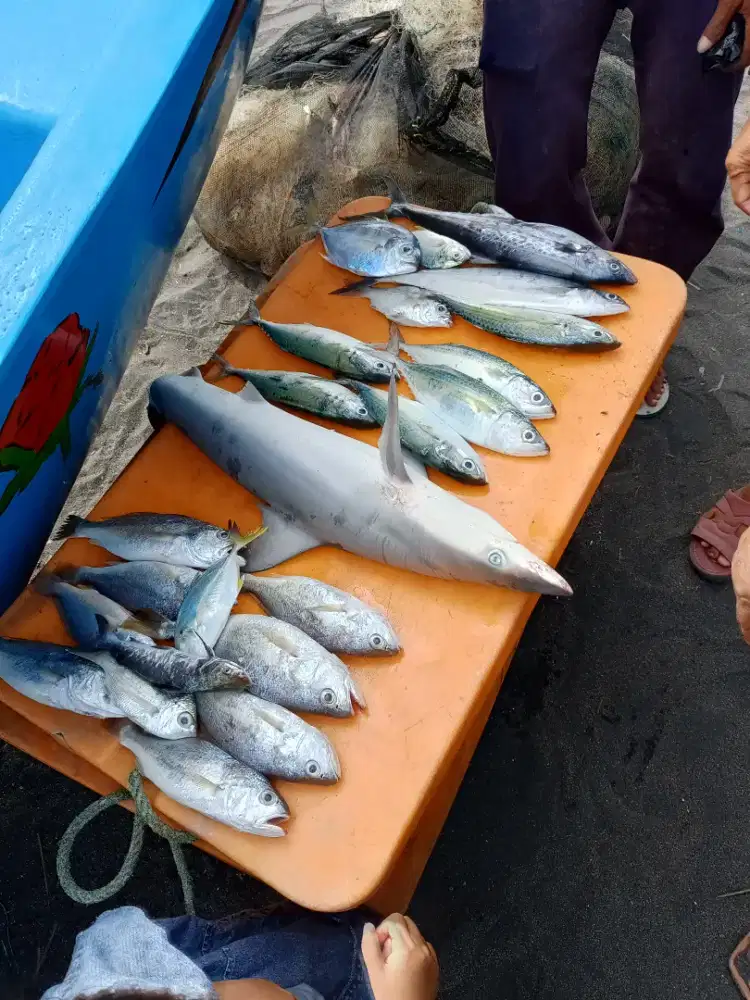 Butuh tenaga kerja buat abk kapal cumi yang siap kerja
