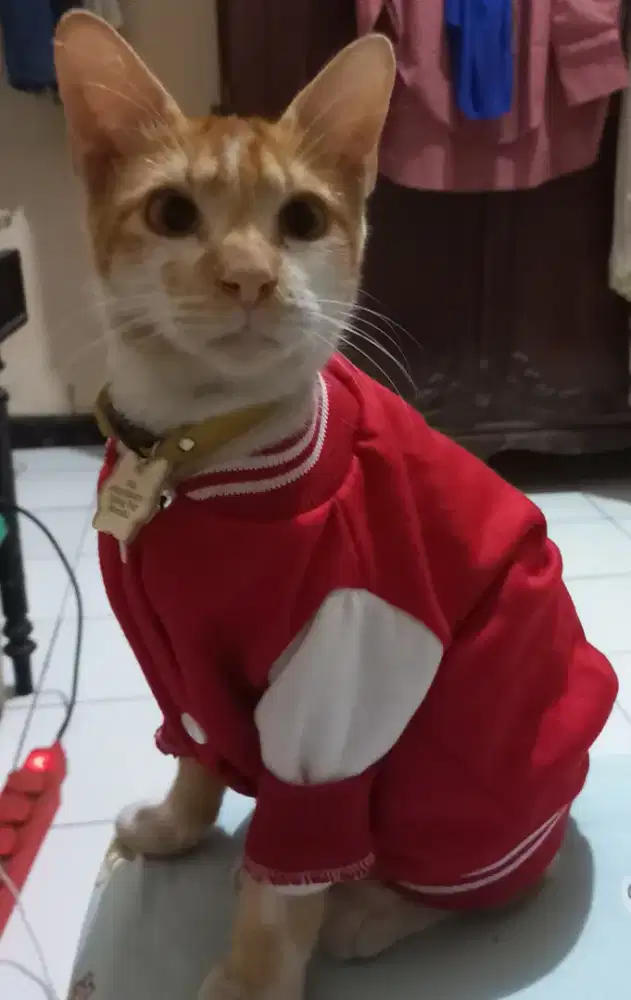 Bayusumilir