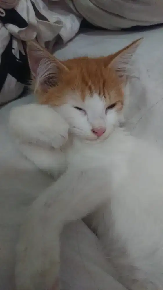 M.G.J