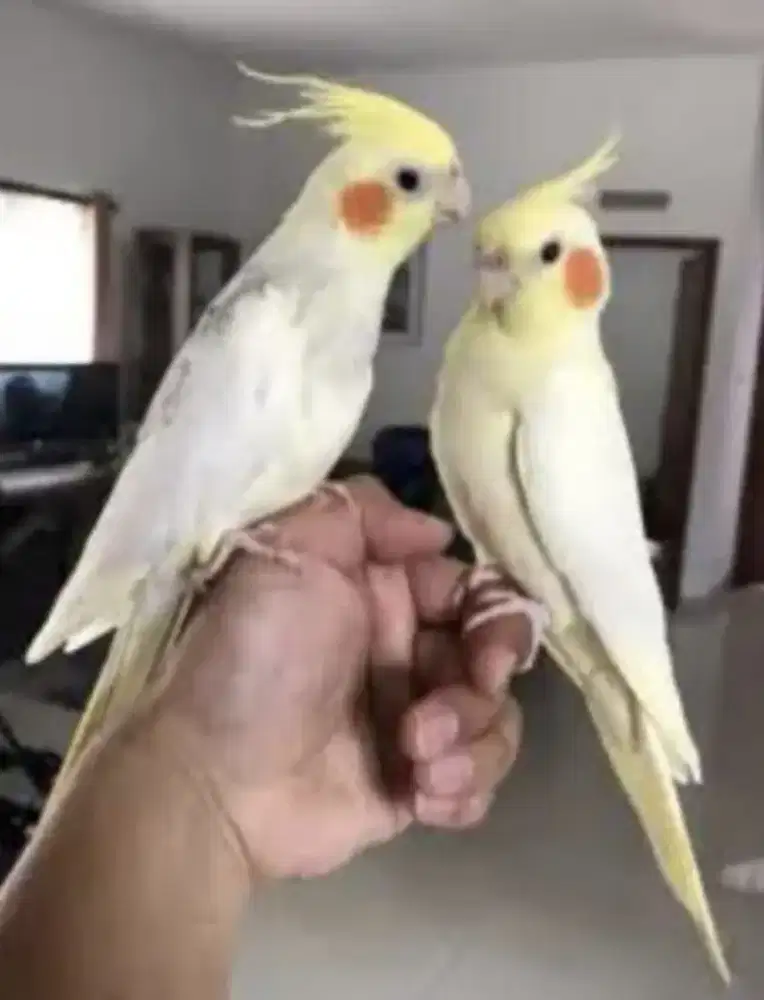Yudi