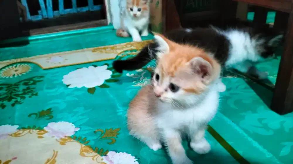 Si Kucing