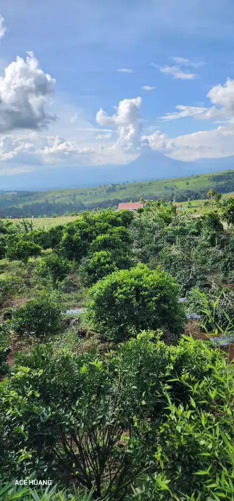 Drc