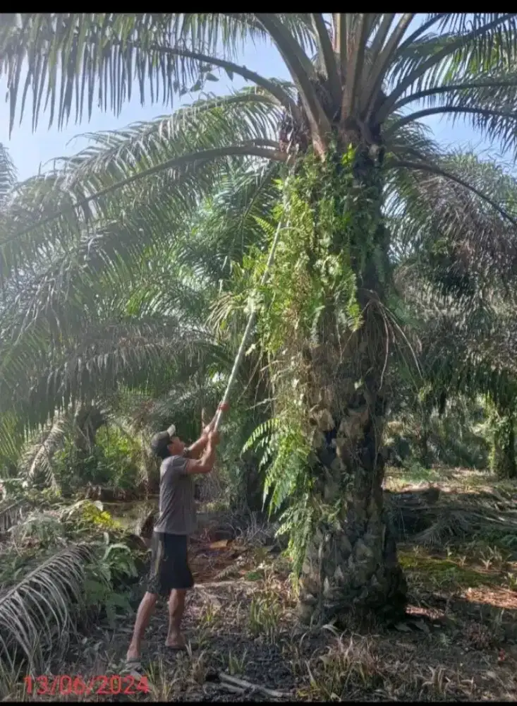 Lowongan kerja ke kalimntan khusus suami istri