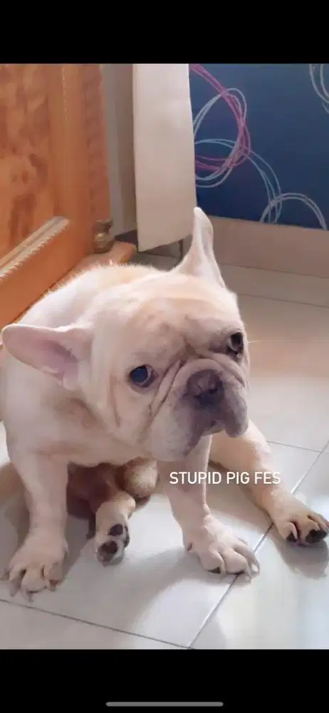 MBA CUCI GOSOK BAJU/ART/PEMBANTU/MBA BERSIH2 BERANI ANJING