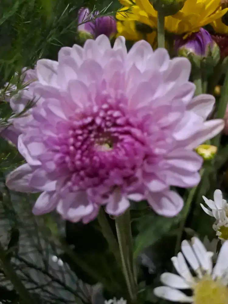 Dewi