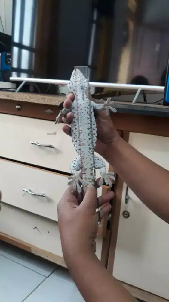 Kakang