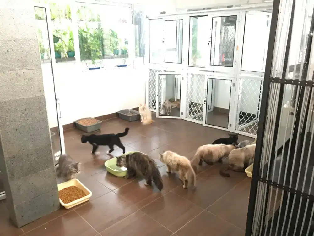 Lowongan kerja Cat sitter & grooming