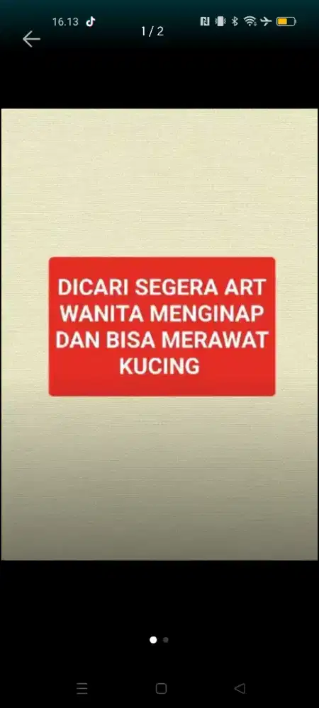 Dicari Art wanita menginap dan bisa merawat kucing