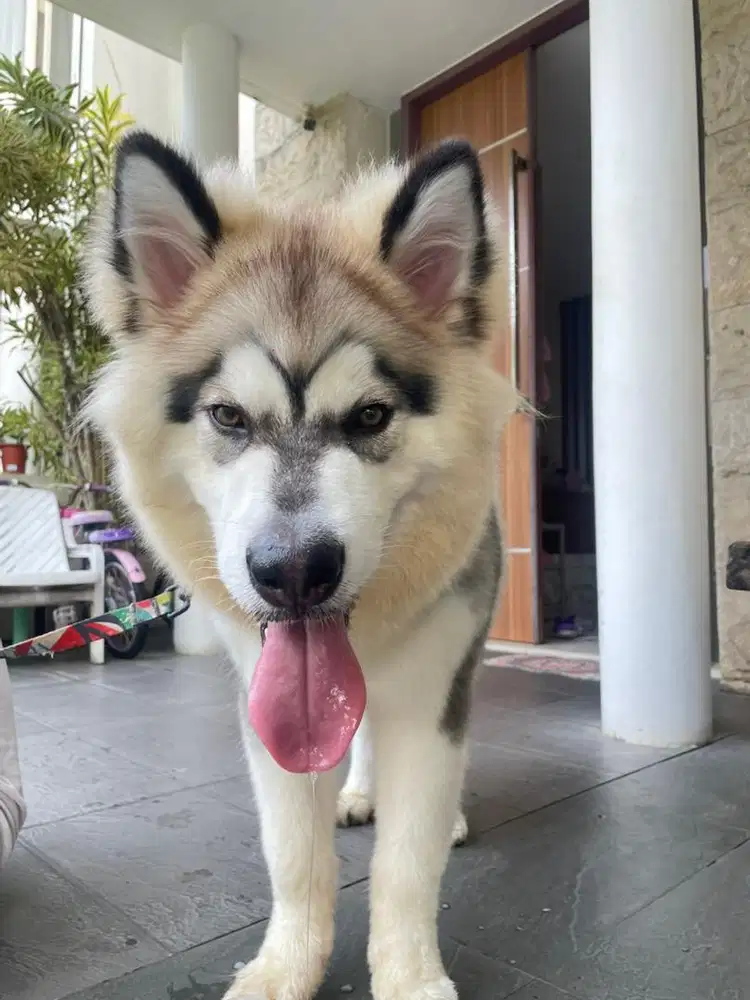 ART COWOK MENGURUS( ANJING) TINGGAL DI LUAR ,GAJI TINGGI,KERJA SANTAI!