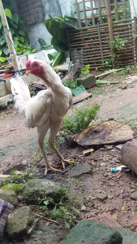 Anak lembur