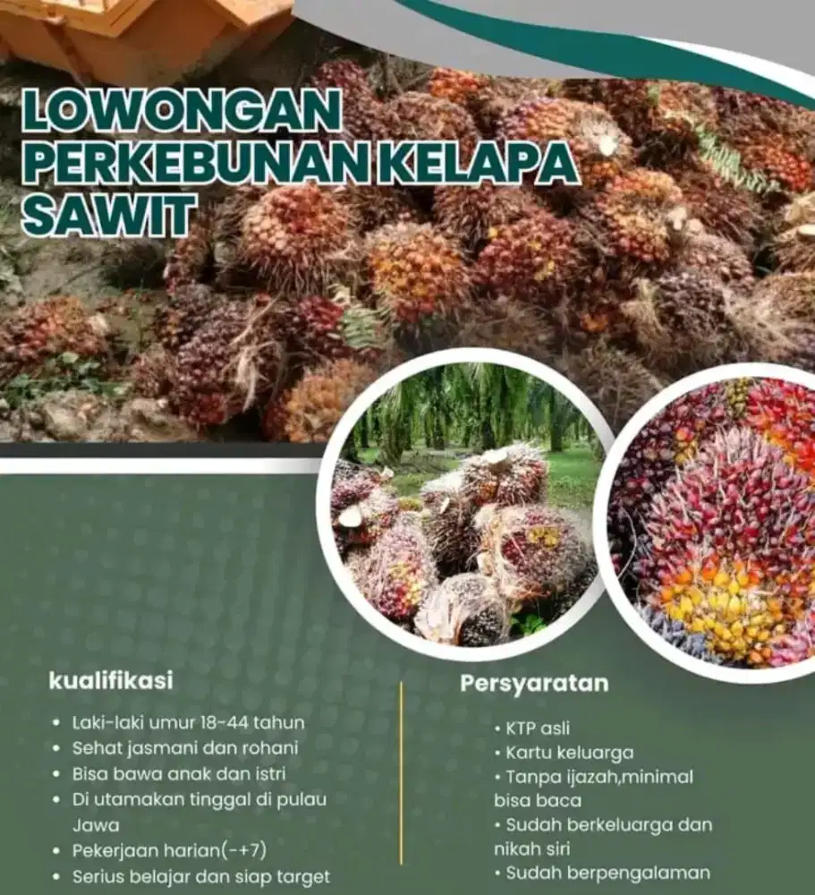Perawatan kebon sawit