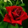Md Adam