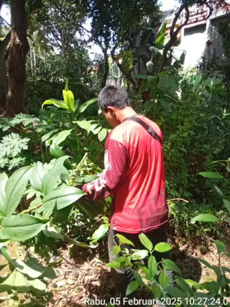 jasa perarawatan tanaman dan tumbuhan