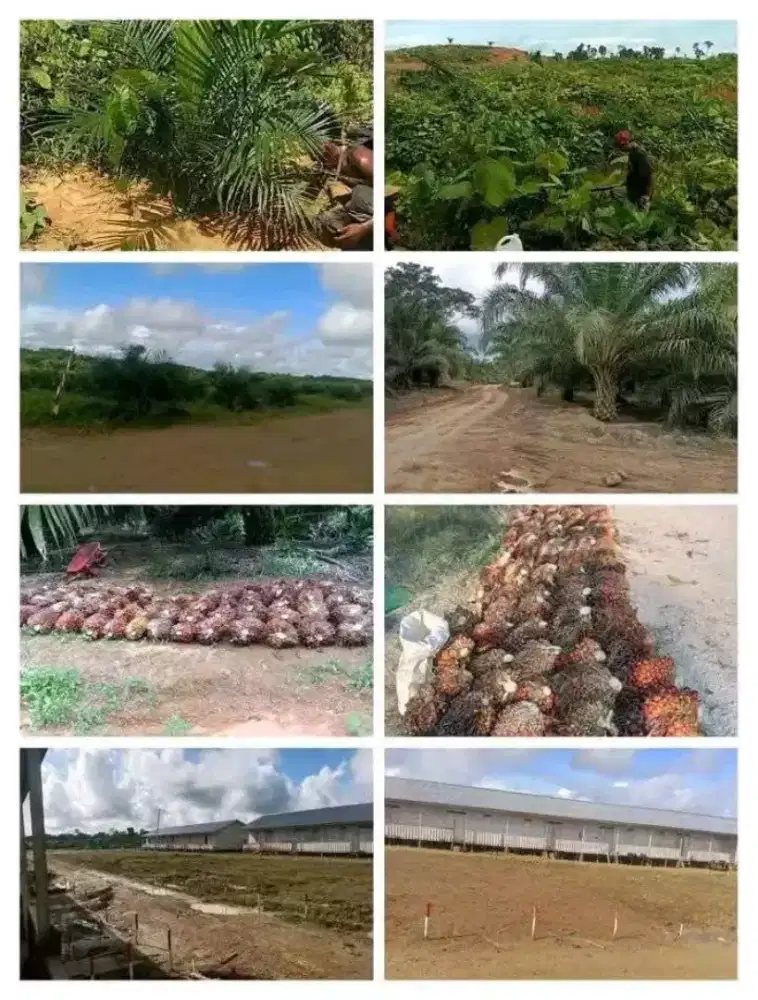Cari karyawan panen dan perawatan lanjang  dan pasutri