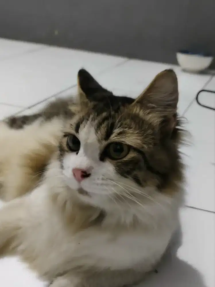 Jasa pacak kucing