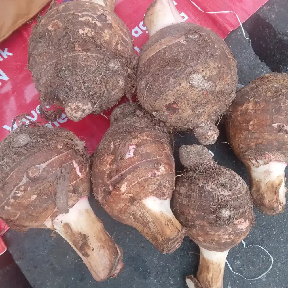 Dibutuhkan Karyawan Pria untuk Street Food