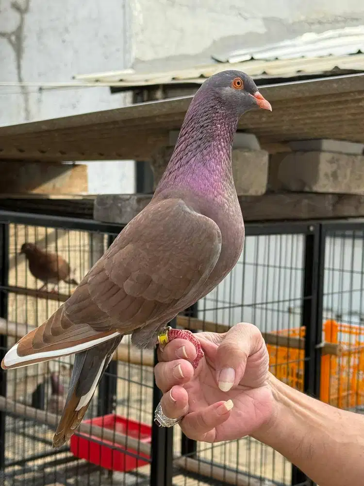 OB + PERAWAT BURUNG
