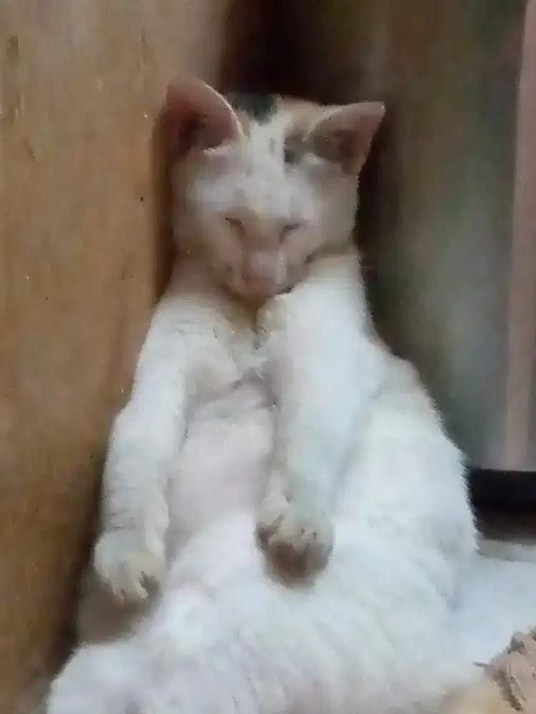 Andre Aze Ntu Chandra