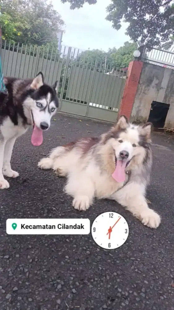 Jasa Dog walker/dog walking