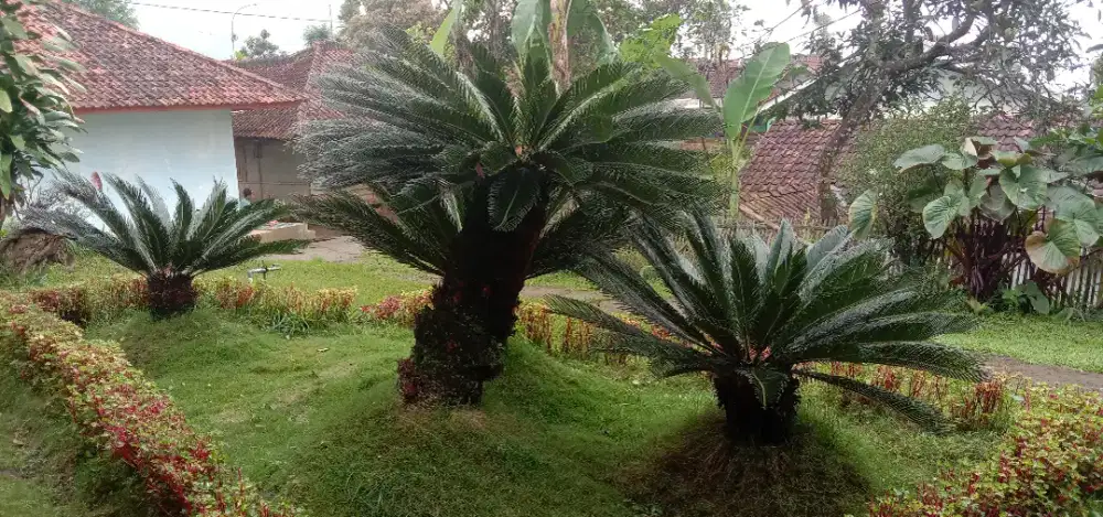 BDAP
