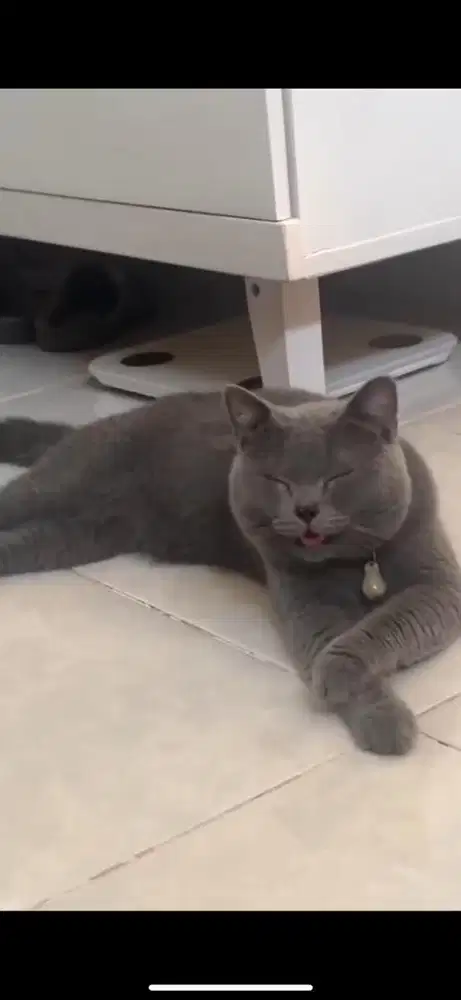 Jasa Pacak Kucing BSH Blue