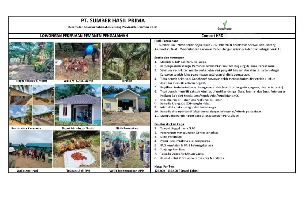 Lowongan kerja perkebunan sawit kalimantan resmi