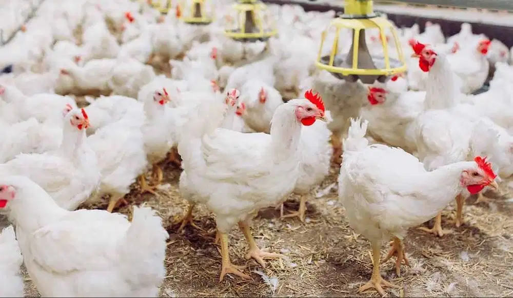 Lowongan Kasir Pangkalan Ayam