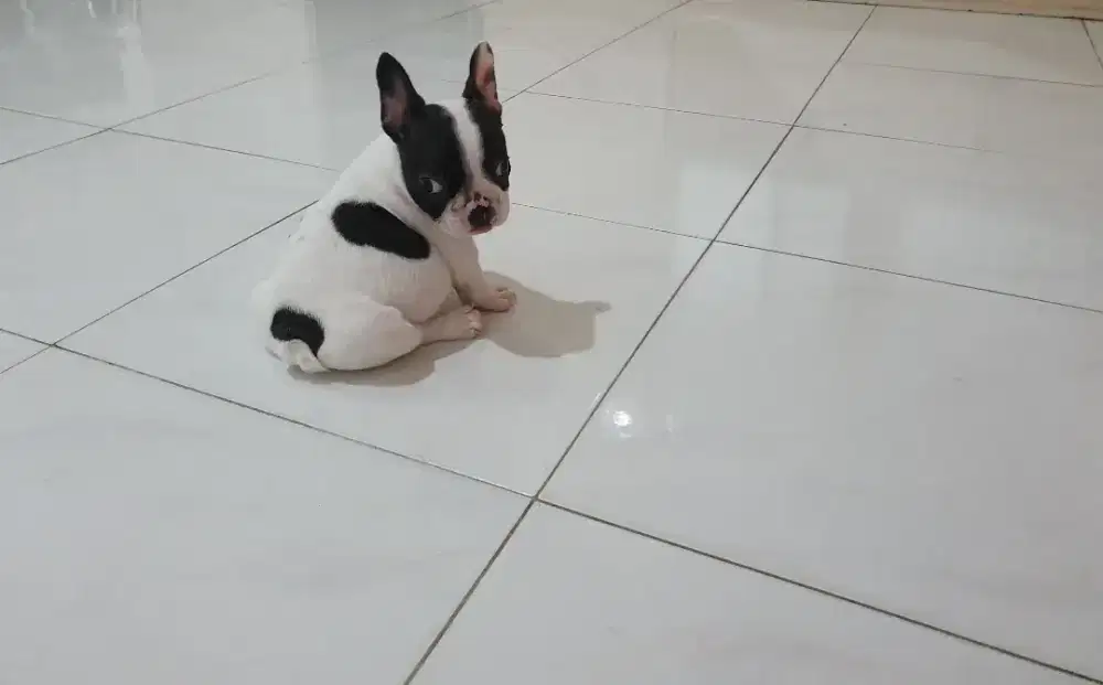 Dibutuhkan PRT cewe/kennel cewe cowo minimal bisa cukur gundul anjing!