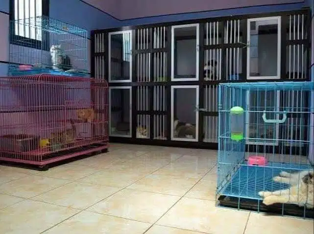 PENITIPAN KUCING