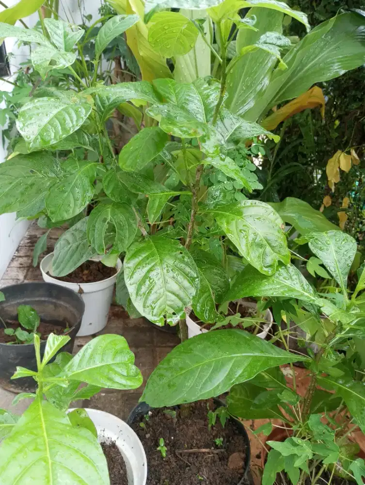 Jasa kerjasama lahan kebun