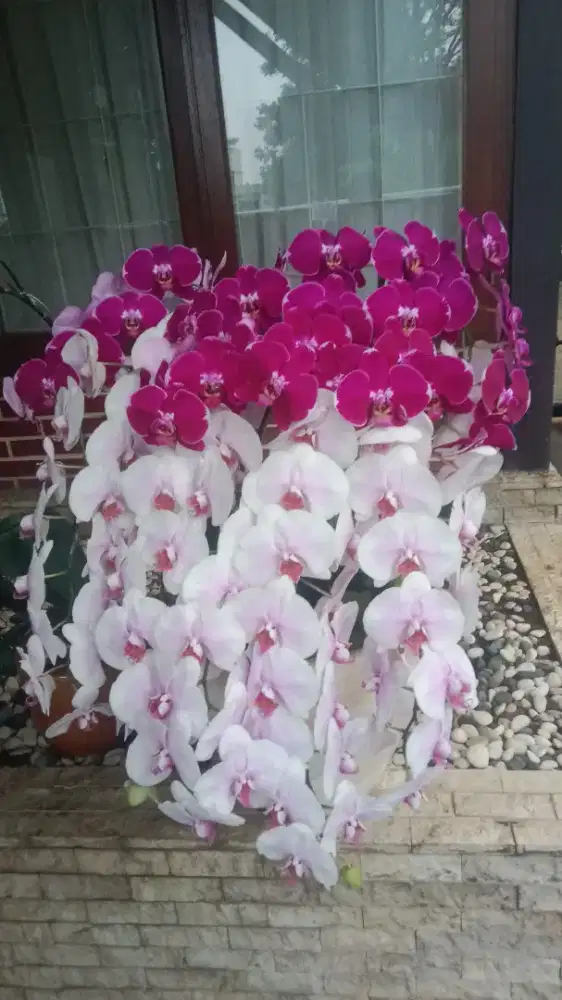Teteh