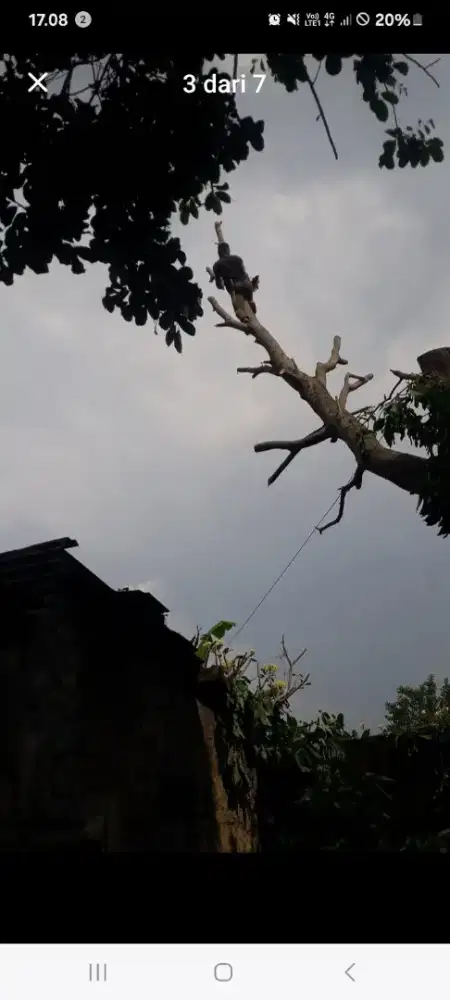 Jasa Tebang Pohon