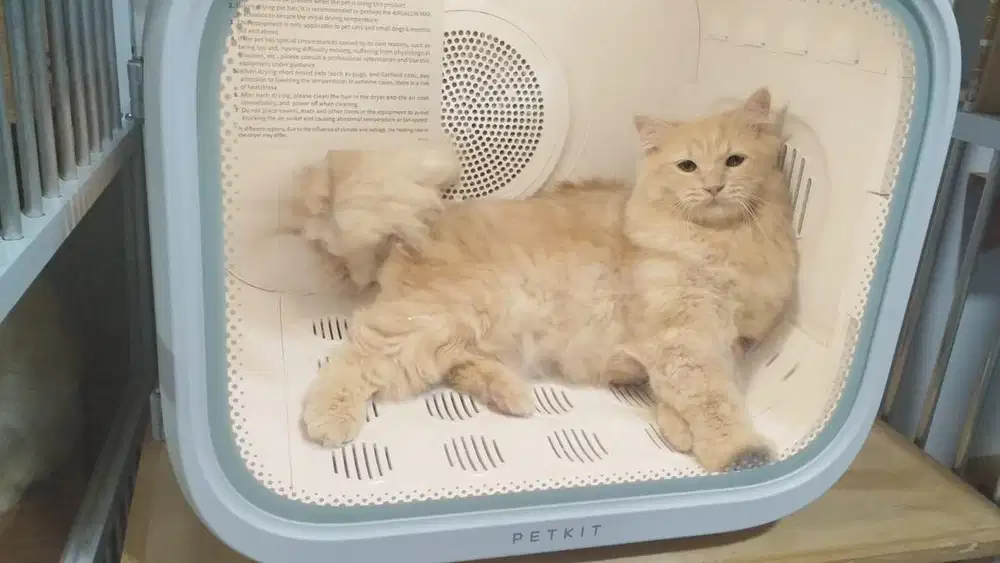 Kasir Petshop Kucing
