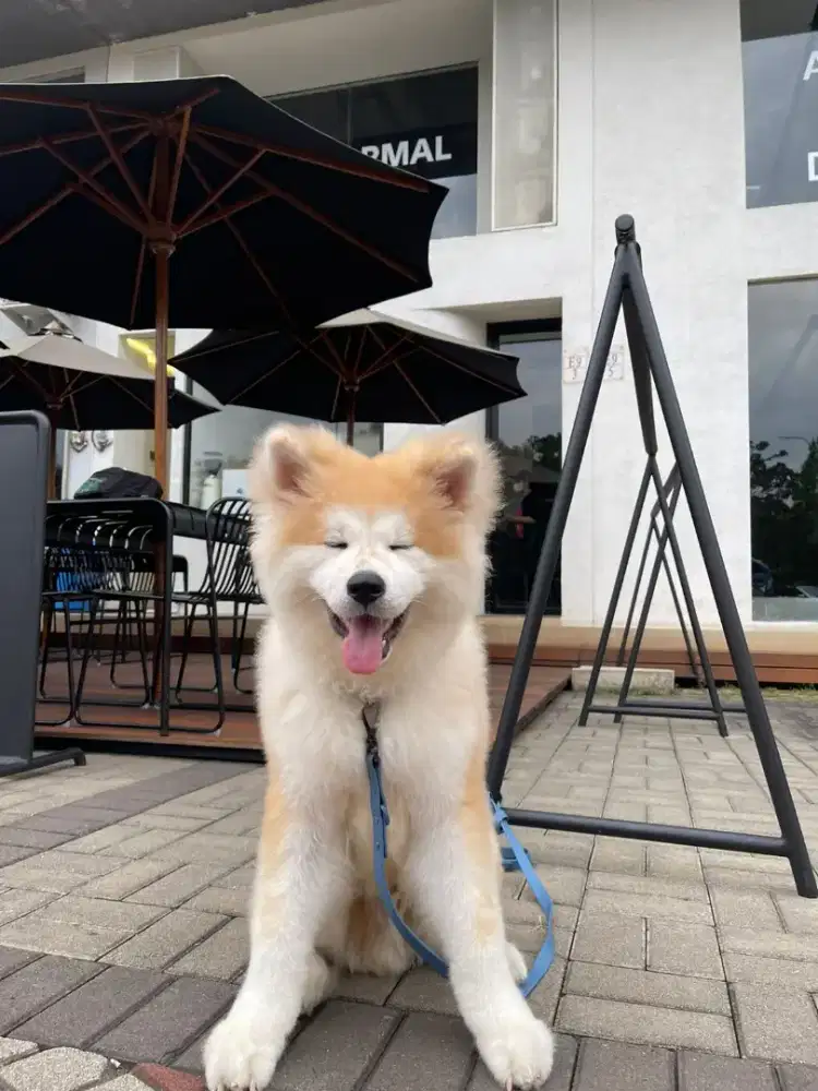 Lowongan kennel boy