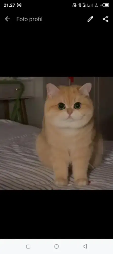 Tiwi