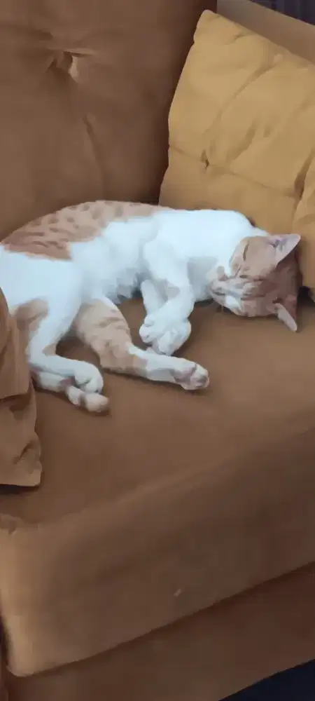 Noni