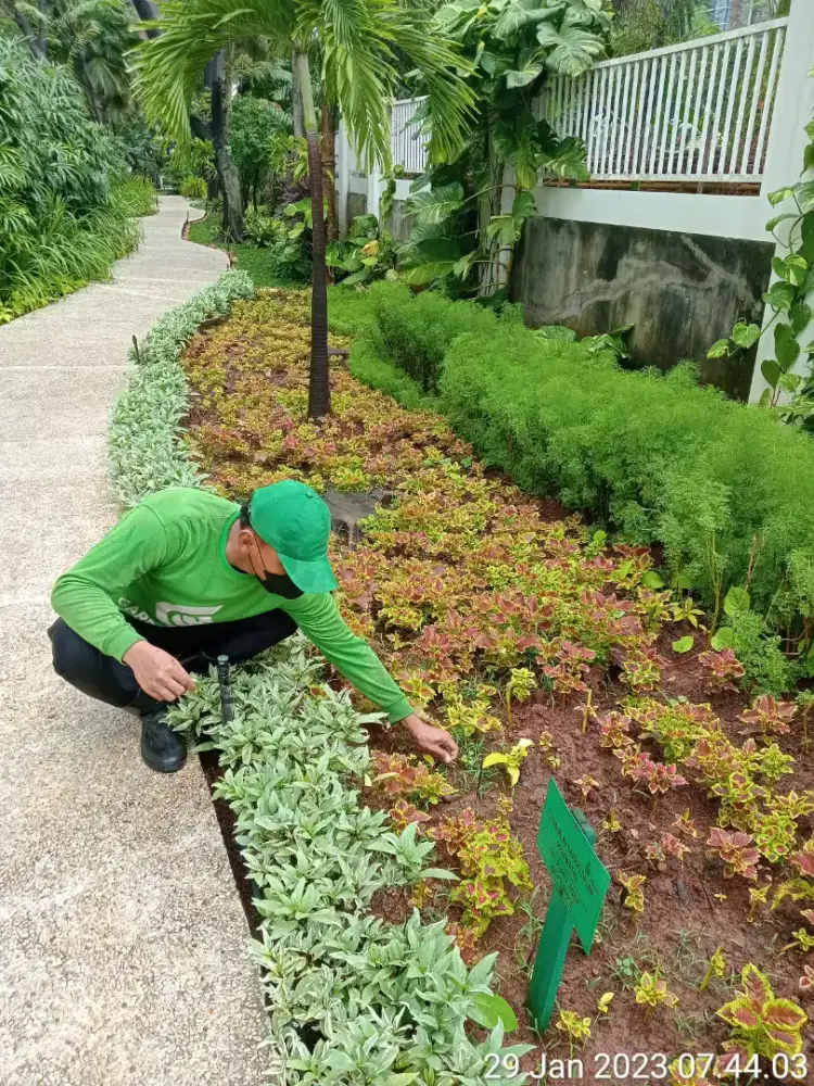 Jasa perawatan taman