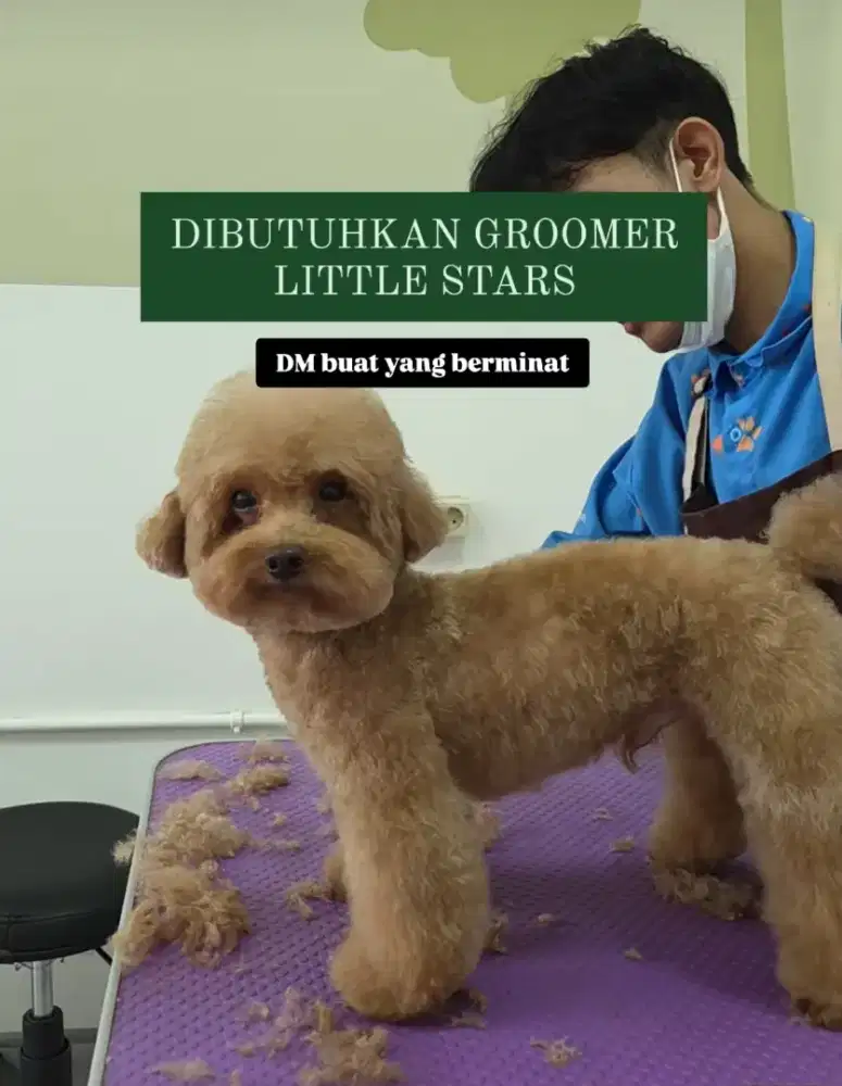 Groomer anjing  berpengalaman styling