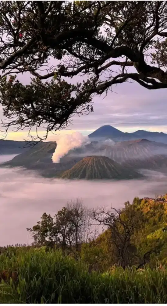 Lestari Alam