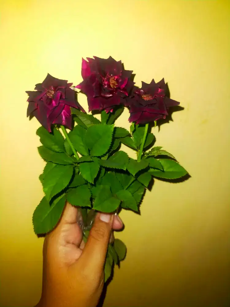 sekar
