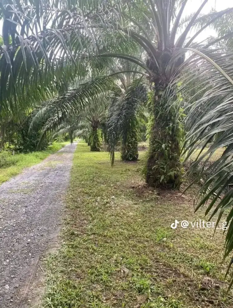 Bersih² kebun/ jaga kebun
