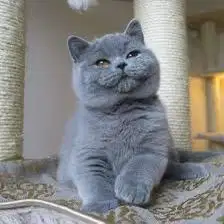 Lowongan Pengurus Kucing / Cat Sitter Menginap