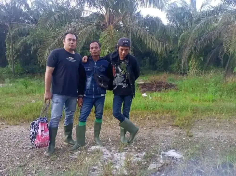 Lowongan kerja perkebunan