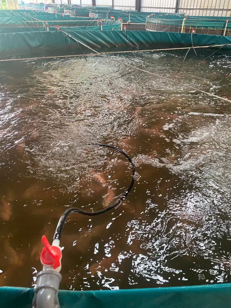 pengurus / kenek ikan Nila