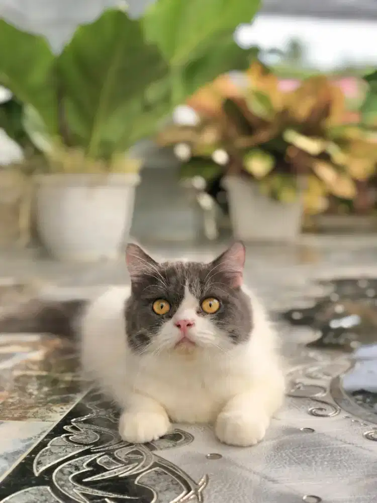 Dibutuhkan segera khusus perempuan karyawan petshop...