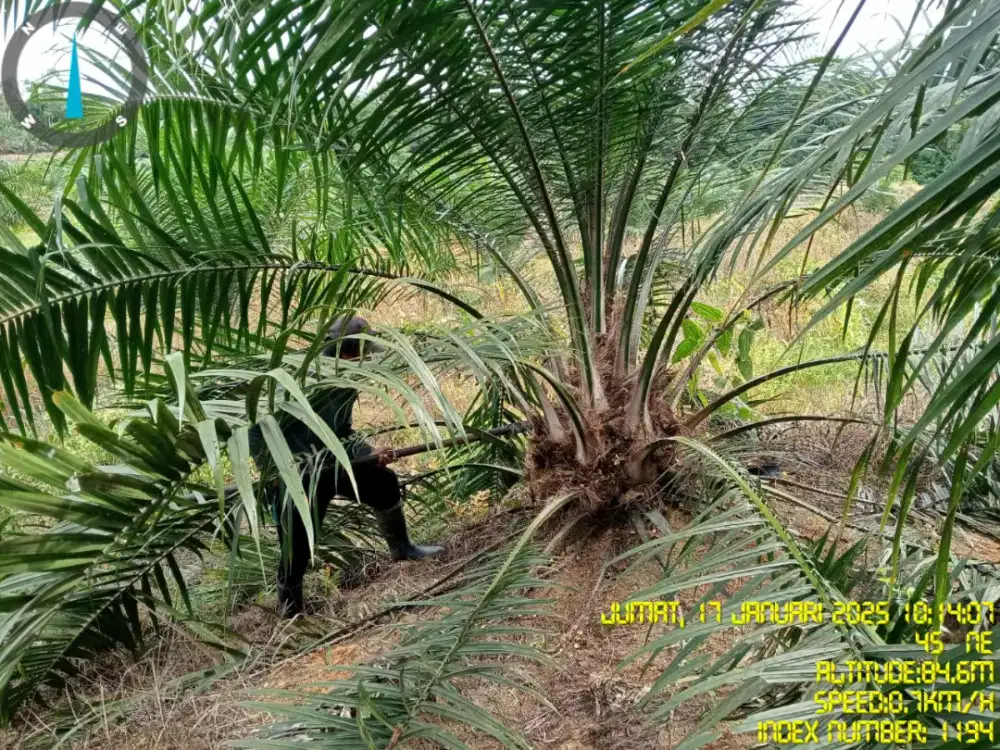 Lowongan Kerja Mupuk dan Nyemprot Perkebunan
