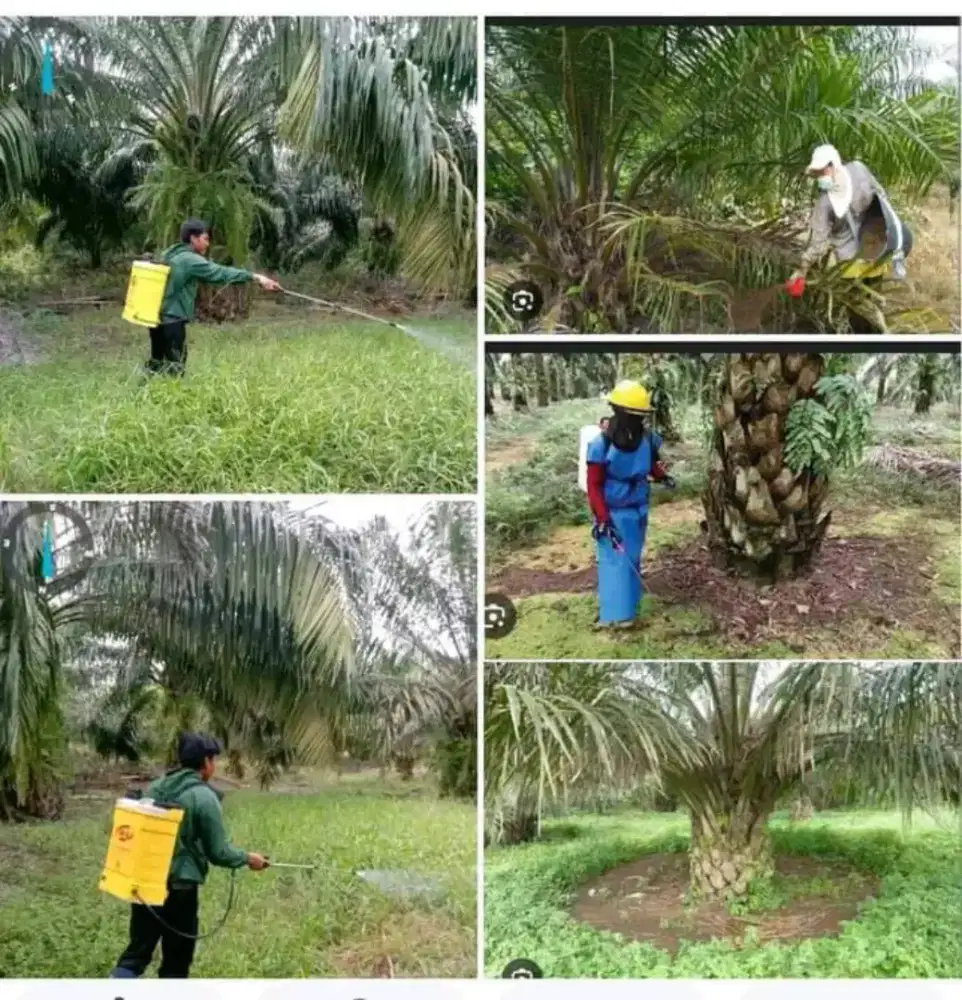 Perusahaan dan perkebunan kelapa sawit