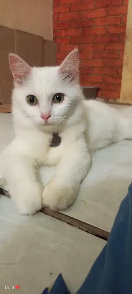 Miss L