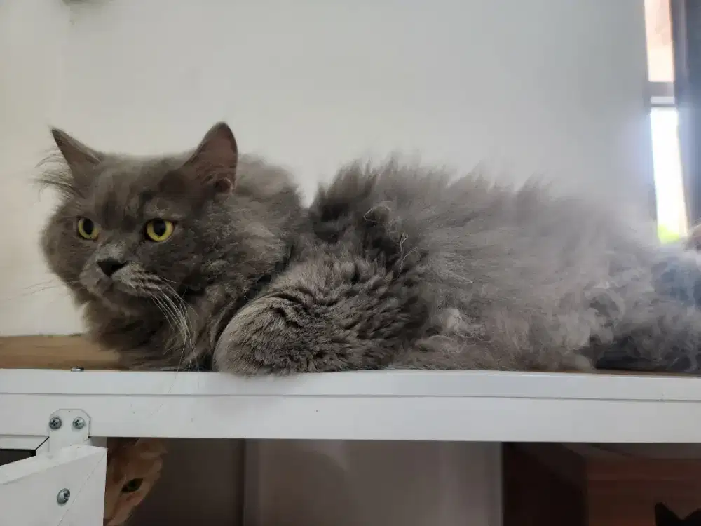 Lowongan kerja CAT'BOY atau CAT'GIRL