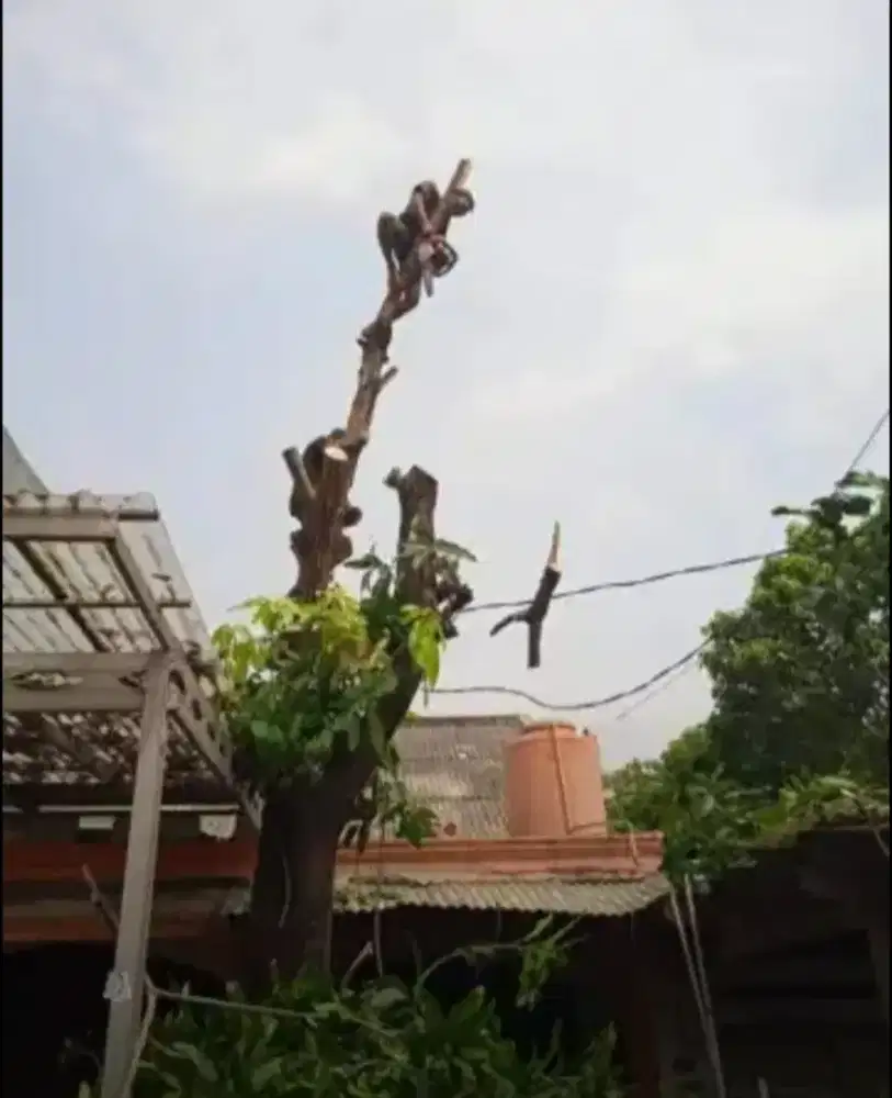 Jasa tebang pohon dan potong rumput